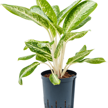 Aglaonema „Anouk”