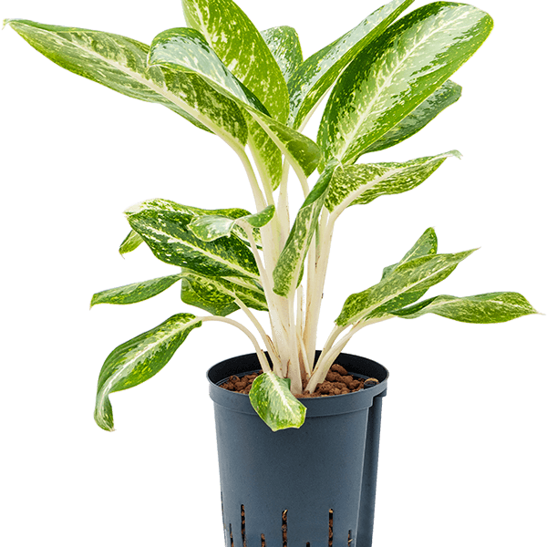 Aglaonema „Anouk”