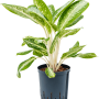 Aglaonema „Anouk”