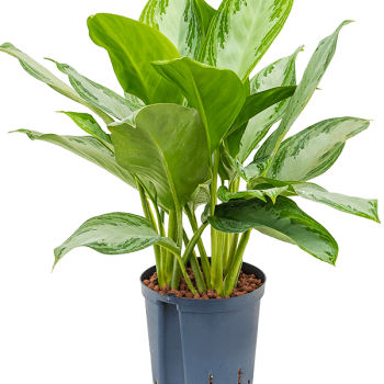 Aglaonema „Silver Bay”