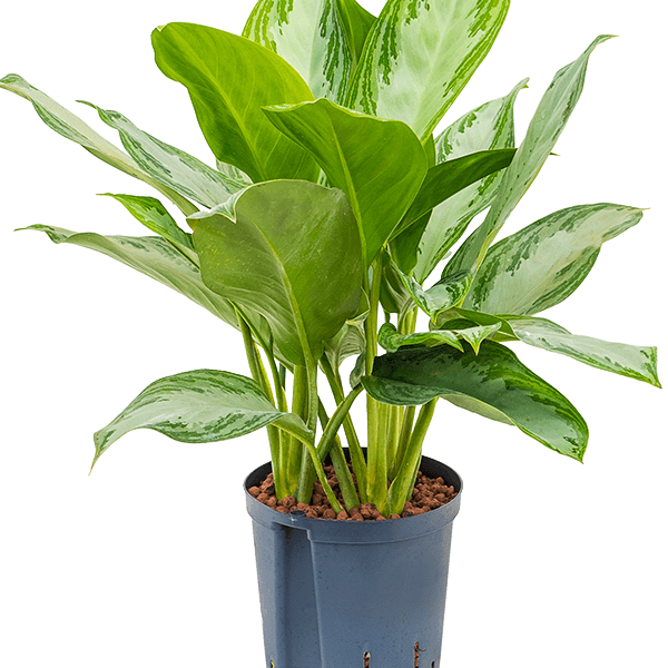 Aglaonema „Silver Bay”