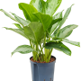 Aglaonema „Silver Bay”