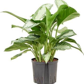 Aglaonema „Silver Bay”