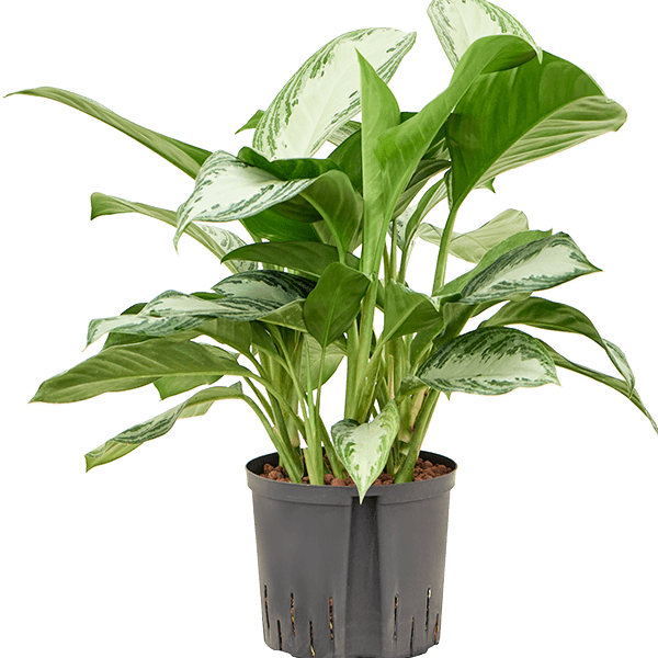 Aglaonema „Silver Bay”