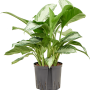 Aglaonema „Silver Bay”