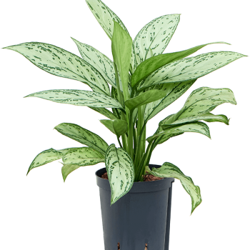 Aglaonema „Silver Queen”