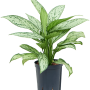 Aglaonema „Silver Queen”