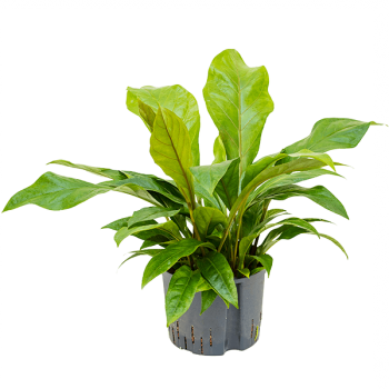 Anthurium ellipticum „Jungle bush”