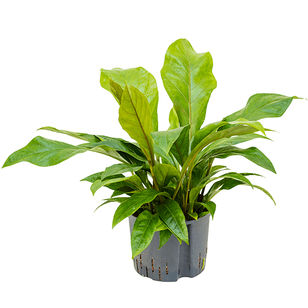 Anthurium ellipticum „Jungle bush”