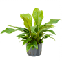Anthurium ellipticum „Jungle bush”