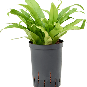 Asplenium antiquum