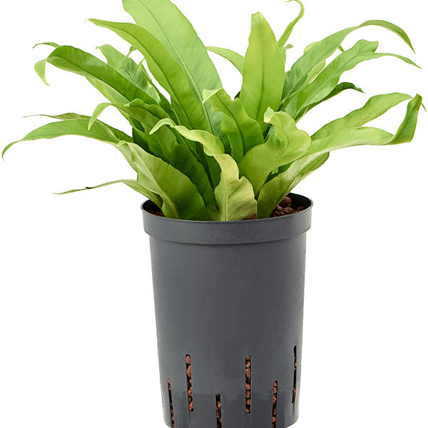 Asplenium antiquum
