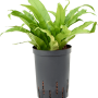 Asplenium antiquum