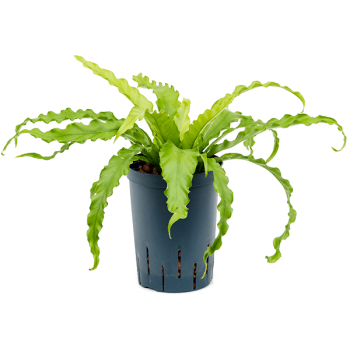Asplenium antiquum 'Osaka'