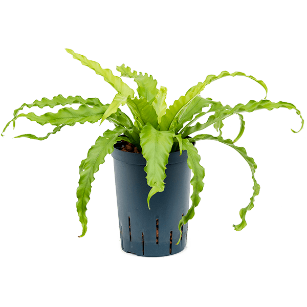 Asplenium antiquum 'Osaka'