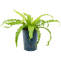Asplenium antiquum 'Osaka'