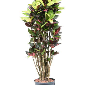 Croton (Codiaeum) variegatum 'Mrs. Iceton'