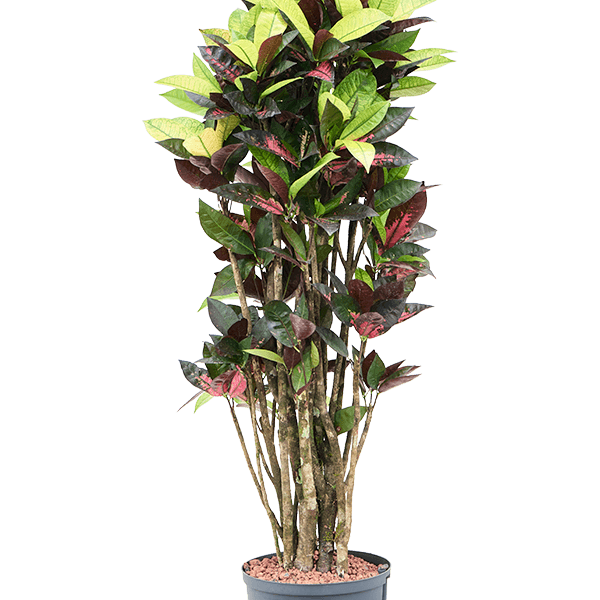 Croton (Codiaeum) variegatum 'Mrs. Iceton'