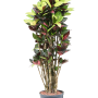Croton (Codiaeum) variegatum 'Mrs. Iceton'
