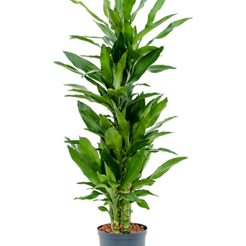 Dracaena fragrans 'Burundii' Dracaena fragrans 'Burundii'