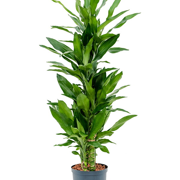 Dracaena fragrans 'Burundii'