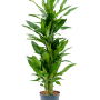 Dracaena fragrans 'Burundii'