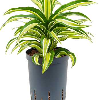 Dracaena fragrans 'Malaika'