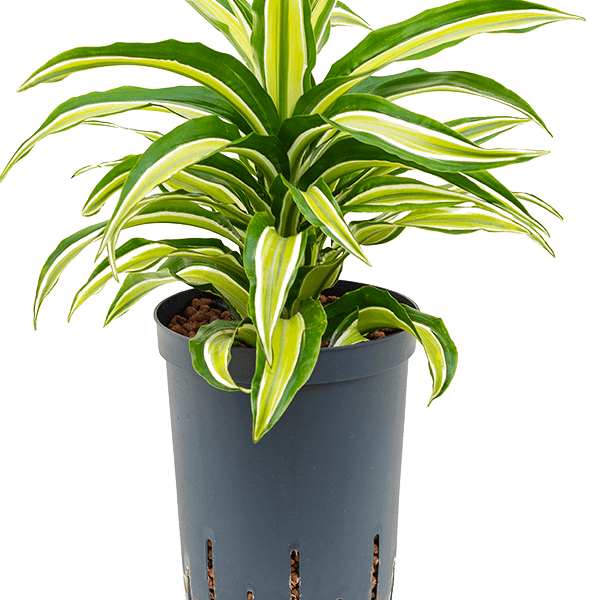 Dracaena fragrans 'Malaika'