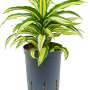 Dracaena fragrans 'Malaika'