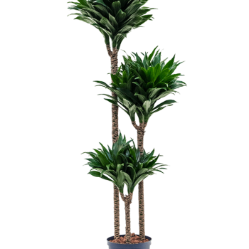Dracaena fragrans 'Compacta' Dracaena fragrans 'Compacta'