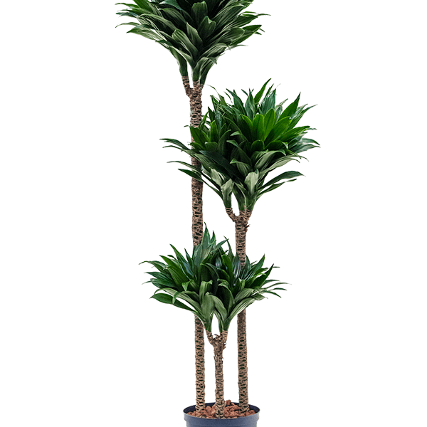 Dracaena fragrans 'Compacta'
