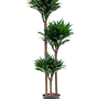 Dracaena fragrans 'Compacta'