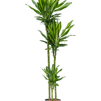 Dracaena fragrans 'Cintho' Dracaena fragrans 'Cintho'