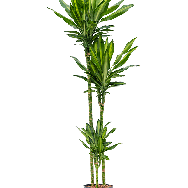 Dracaena fragrans 'Cintho'