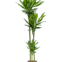 Dracaena fragrans 'Cintho'