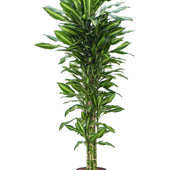 Dracaena fragrans 'Cintho' Dracaena fragrans 'Cintho'