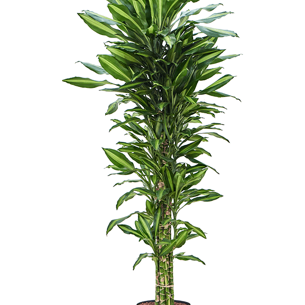 Dracaena fragrans 'Cintho'