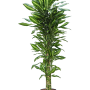 Dracaena fragrans 'Cintho'
