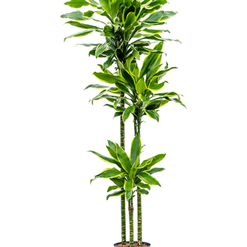 Dracaena fragrans 'Golden Coast' Dracaena fragrans 'Golden Coast'