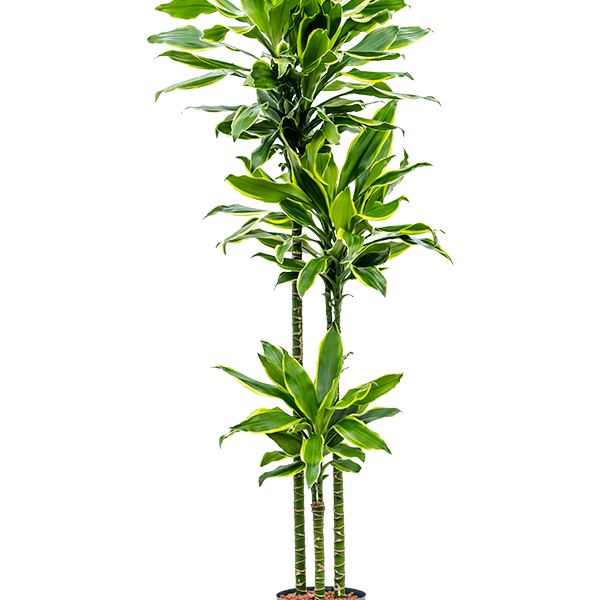 Dracaena fragrans 'Golden Coast'