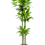 Dracaena fragrans 'Golden Coast'