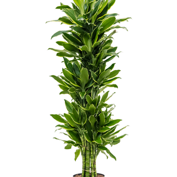 Dracaena fragrans 'Golden Coast' Dracaena fragrans 'Golden Coast'