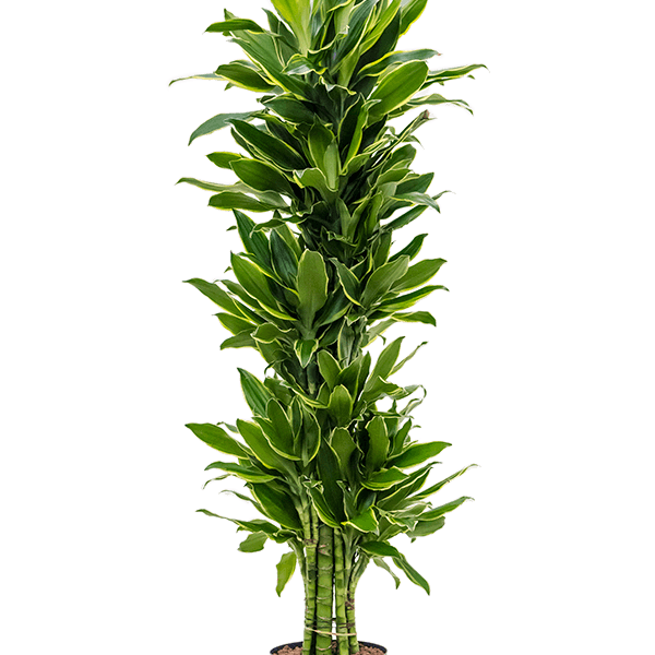 Dracaena fragrans 'Golden Coast'