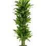 Dracaena fragrans 'Golden Coast'