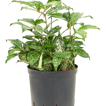 Dracaena godseffiana „Florida beauty”