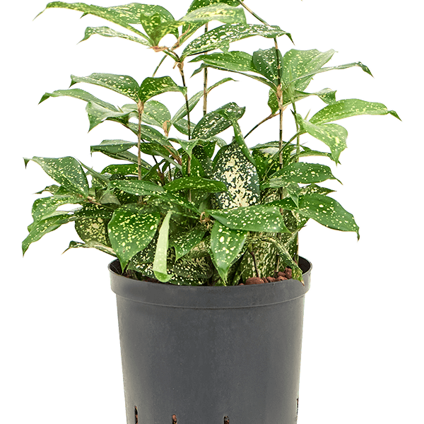 Dracaena godseffiana „Florida beauty”