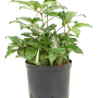 Dracaena godseffiana „Florida beauty”