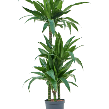 Dracaena fragrans 'Janet Craig' Dracaena fragrans 'Janet Craig'