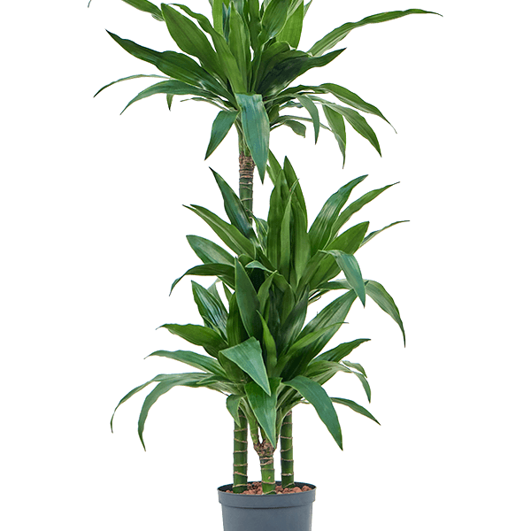 Dracaena fragrans 'Janet Craig'