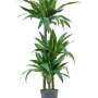 Dracaena fragrans 'Janet Craig'